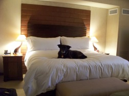 Taking a break after a long day on the road. I love the beds at the Ritz Carlton!